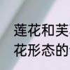 莲花和芙蓉之间有什么关系吗　写荷花形态的词语是什么
