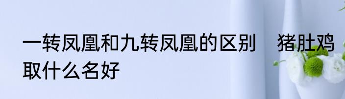一转凤凰和九转凤凰的区别　猪肚鸡取什么名好