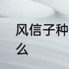 风信子种植时间和方法　风信子是什么