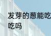 发芽的葱能吃吗　大葱长出的小芽能吃吗