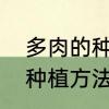 多肉的种植方法以及注意事项　多肉种植方法和技巧
