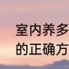 室内养多肉的正确方法　室内养多肉的正确方法