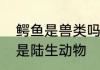 鳄鱼是兽类吗　鳄鱼是水生动物，还是陆生动物