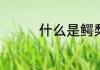 什么是鳄梨　什么是鳄梨