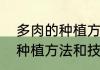 多肉的种植方法以及注意事项　多肉种植方法和技巧