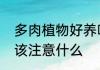 多肉植物好养吗喜阴还是喜阳如果养该注意什么
