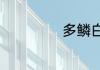 多鳞白甲鱼怎么钓