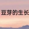 豆芽的生长过程　豆芽生长过程1-7天