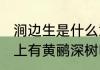 涧边生是什么意思　独怜幽草涧边生，上有黄鹂深树鸣.深树什么意思