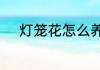 灯笼花怎么养　灯笼花如何饲养