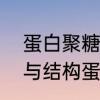 蛋白聚糖和糖蛋白的区别　分泌蛋白与结构蛋白的合成过程