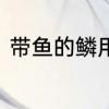 带鱼的鳞用刮吗　带鱼需不需要刮鳞