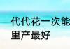 代代花一次能泡多长时间　代代花哪里产最好