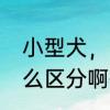 小型犬，中型犬，大型犬，巨型犬怎么区分啊有什么分别啊