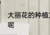 大丽花的种植方法　大丽花怎么种植呢