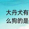 大丹犬有哪些特征　有一种狗叫巨什么狗的是什么狗狗