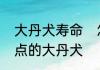 大丹犬寿命　怎样区别大麦丁和带斑点的大丹犬