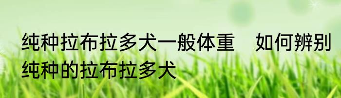 纯种拉布拉多犬一般体重　如何辨别纯种的拉布拉多犬