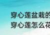 穿心莲盆栽的种植方法和注意事项　穿心莲怎么花盆里种植