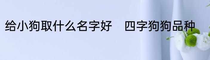 给小狗取什么名字好　四字狗狗品种