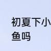 初夏下小雨怎么钓鱼　初夏大雨好钓鱼吗