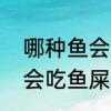 哪种鱼会吃掉鱼屎　有一种鱼为什么会吃鱼屎