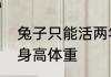 兔子只能活两年吗　兔子的寿命长度身高体重