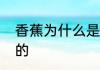香蕉为什么是弯的　香蕉为什么是弯的