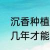 沉香种植间隔多少合适　沉香树苗种几年才能结沉香