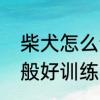 柴犬怎么训练叫一声就回来　柴犬一般好训练