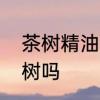 茶树精油的搭配方法　茶树精油是茶树吗