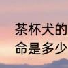 茶杯犬的寿命多长　茶杯犬的平均寿命是多少呀