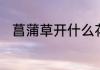 菖蒲草开什么花　开花的菖蒲品种