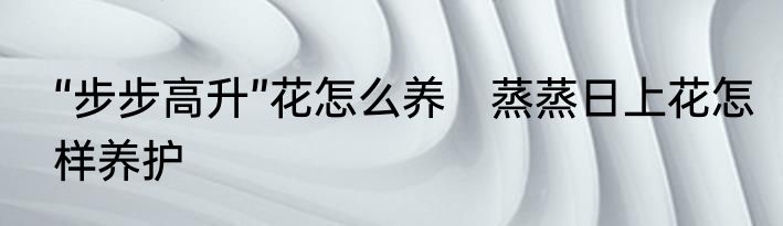 “步步高升”花怎么养　蒸蒸日上花怎样养护