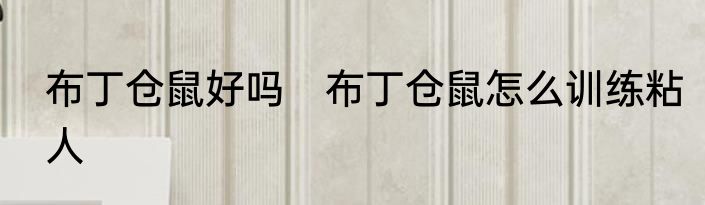 布丁仓鼠好吗　布丁仓鼠怎么训练粘人