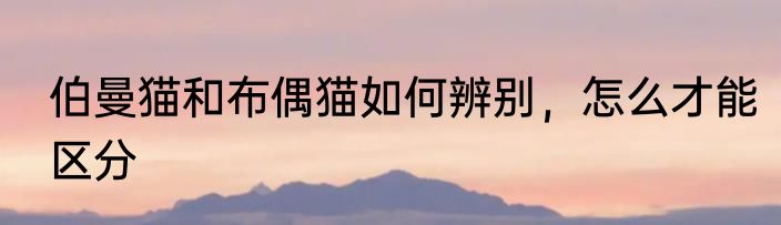 伯曼猫和布偶猫如何辨别，怎么才能区分