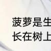 菠萝是生长在树上还是地下　菠萝是长在树上还是地上的