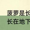 菠萝是长在树上还是地里面　菠萝是长在地下的还是长在树上的