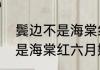 鬓边不是海棠红周香芸结局　鬓边不是海棠红六月嫁给薛大爷结局