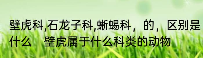 壁虎科,石龙子科,蜥蜴科，的，区别是什么　壁虎属于什么科类的动物
