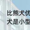 比熊犬优缺点　比熊犬能张多大比熊犬是小型犬还是中型犬