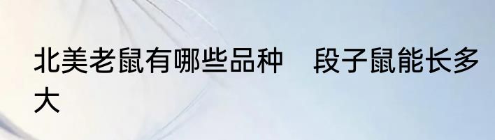 北美老鼠有哪些品种　段子鼠能长多大