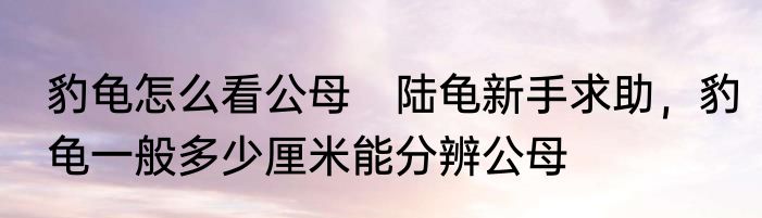 豹龟怎么看公母　陆龟新手求助，豹龟一般多少厘米能分辨公母