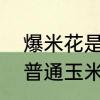 爆米花是玉米吗　炸爆米花的玉米和普通玉米有什么区别