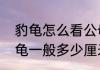 豹龟怎么看公母　陆龟新手求助，豹龟一般多少厘米能分辨公母