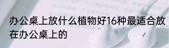 办公桌上放什么植物好16种最适合放在办公桌上的