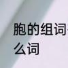胞的组词有哪些　同胞的胞可以组什么词