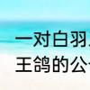 一对白羽王种鸽可以繁殖几年　白v羽王鸽的公母怎么认