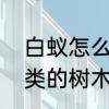 白蚁怎么弄着吃　白蚁喜欢吃什麼种类的树木