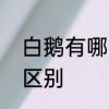 白鹅有哪些本领　公鹅和白鹅有什么区别